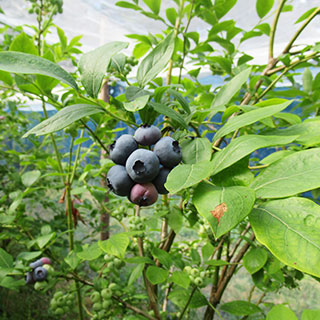 ブルーベリー
